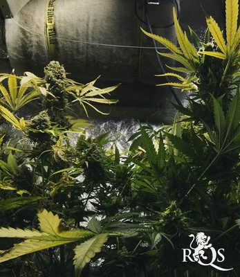 Royal Domina Royal Domina