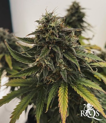 Fast Eddy Automatic CBD Fast Eddy Automatic CBD