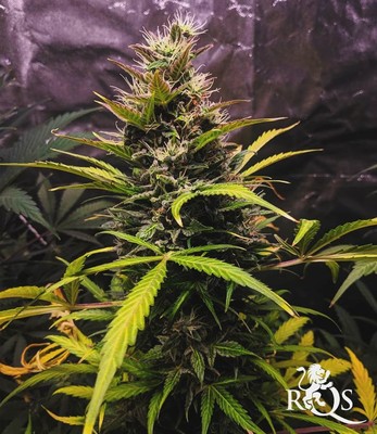 Fast Eddy Automatic CBD Fast Eddy Automatic CBD