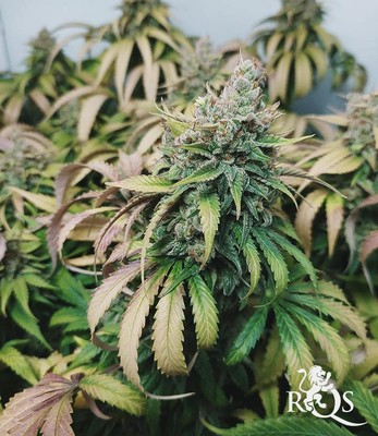 Green Gelato Green Gelato