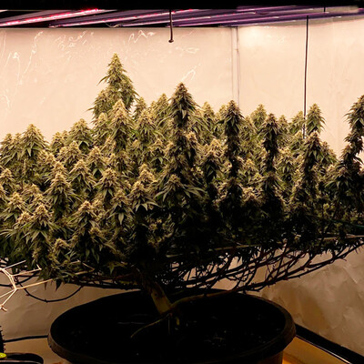 Green Gelato Green Gelato