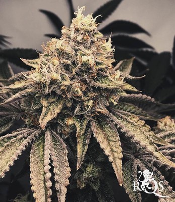 Sherbet Queen Sherbet Queen