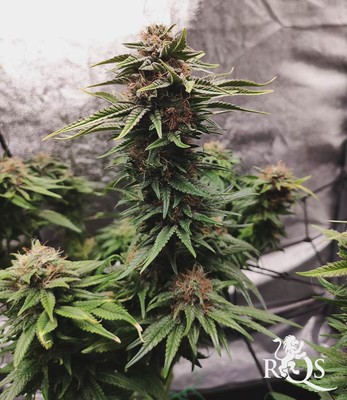 Tatanka Pure CBD Tatanka Pure CBD