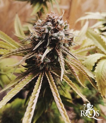 Tatanka Pure CBD Tatanka Pure CBD