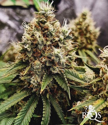 Cookies Gelato Cookies Gelato