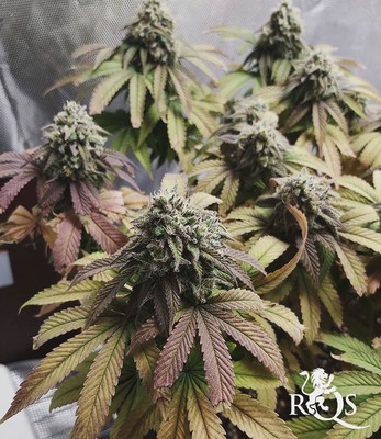 Cookies Gelato Cookies Gelato