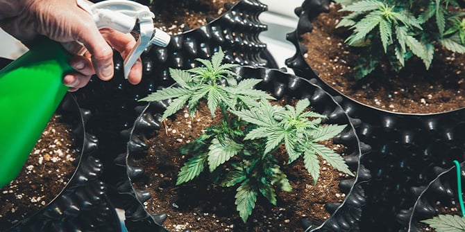 Cultiva Cannabis amb RQS